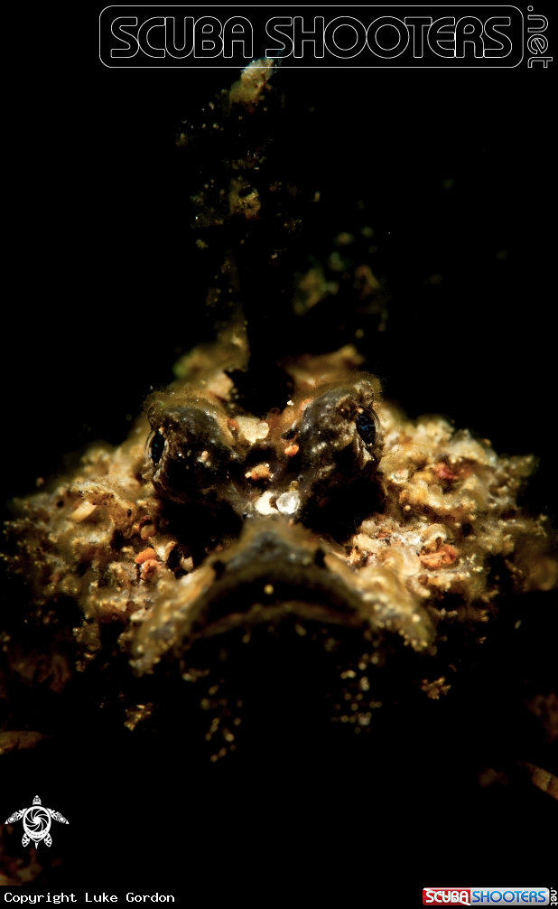 A Juvenile Spiny Devilfish