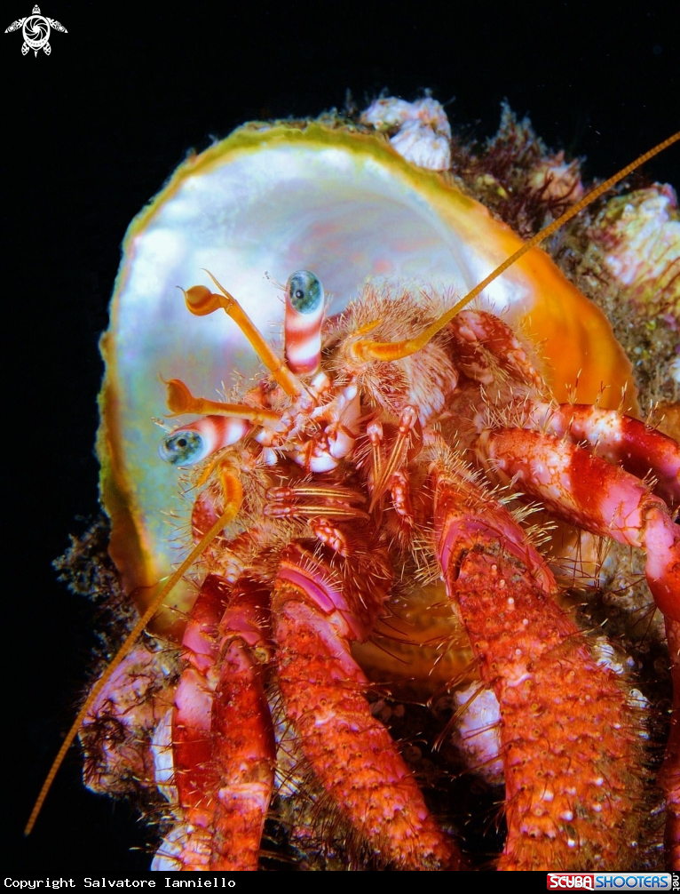 A underwater creature