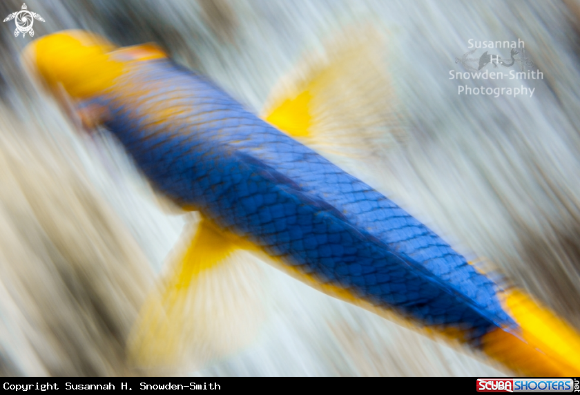 A Spanish Hogfish