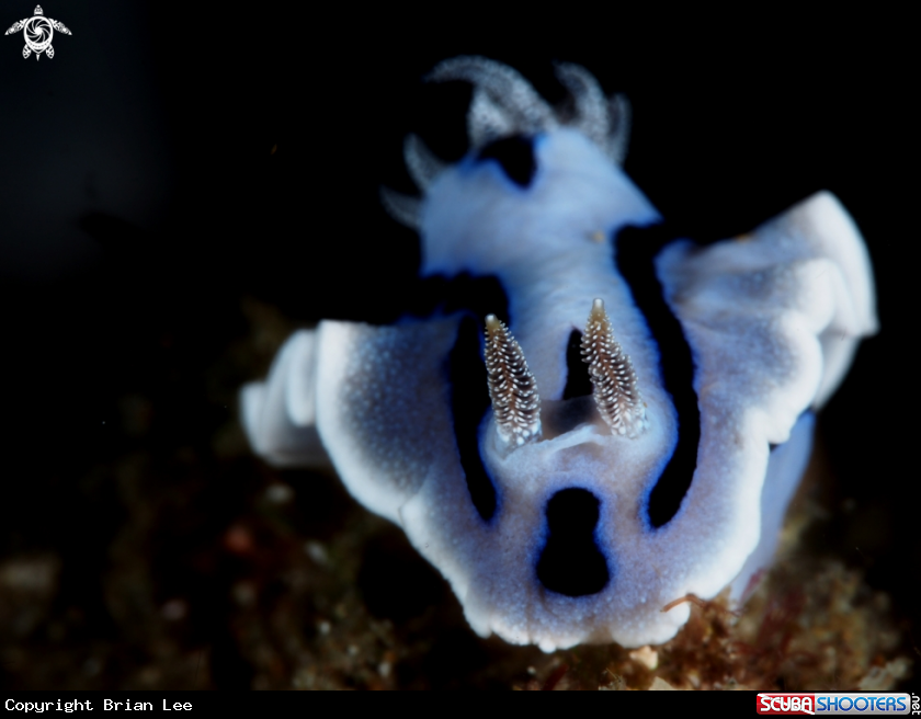 A Nudibranch