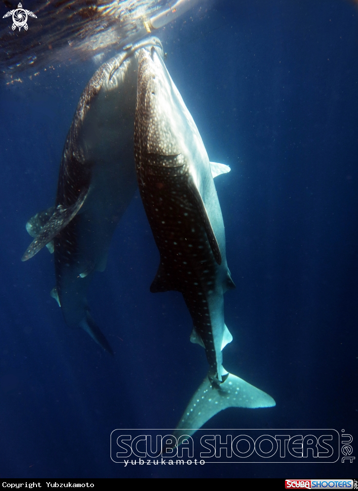 A Rhincodon typus