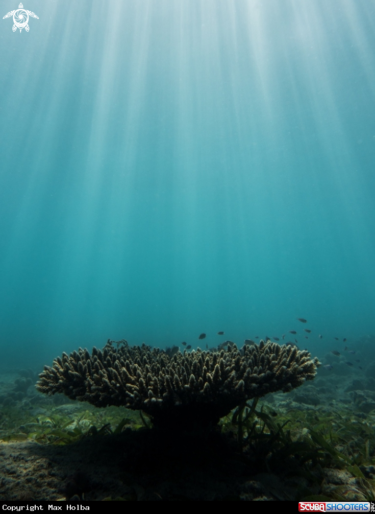 A Table coral