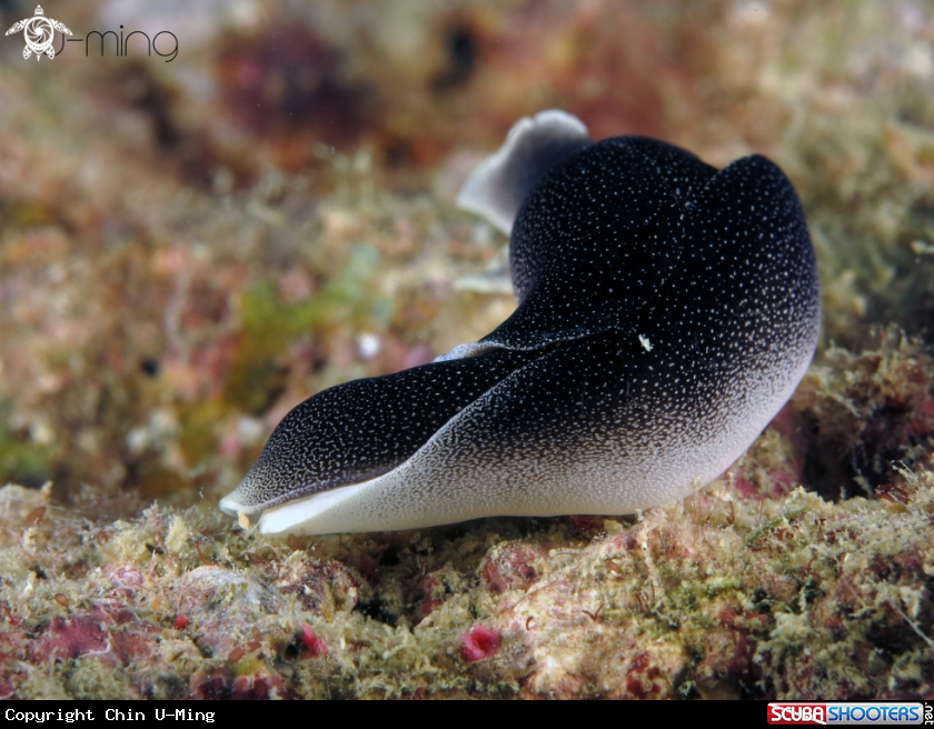 A Chelidonura amoena 