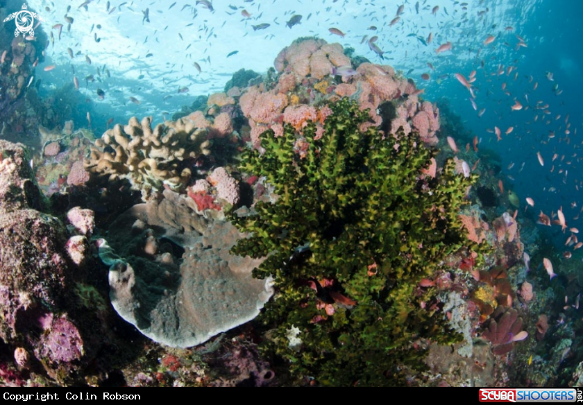 A reef view