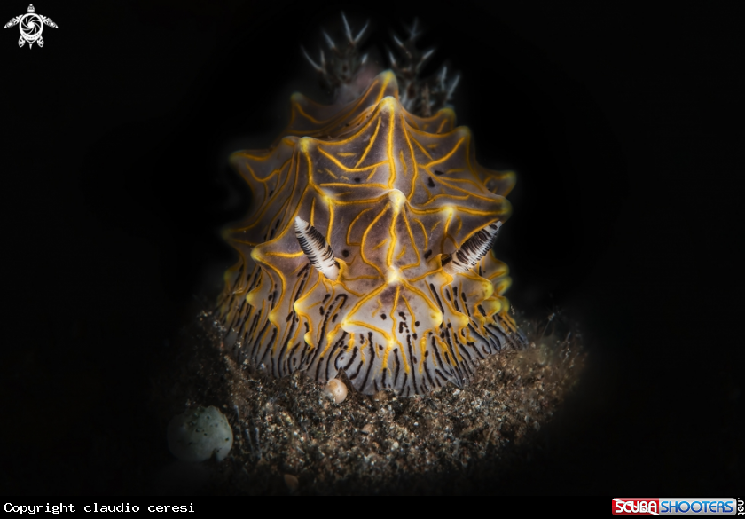 A nudi's