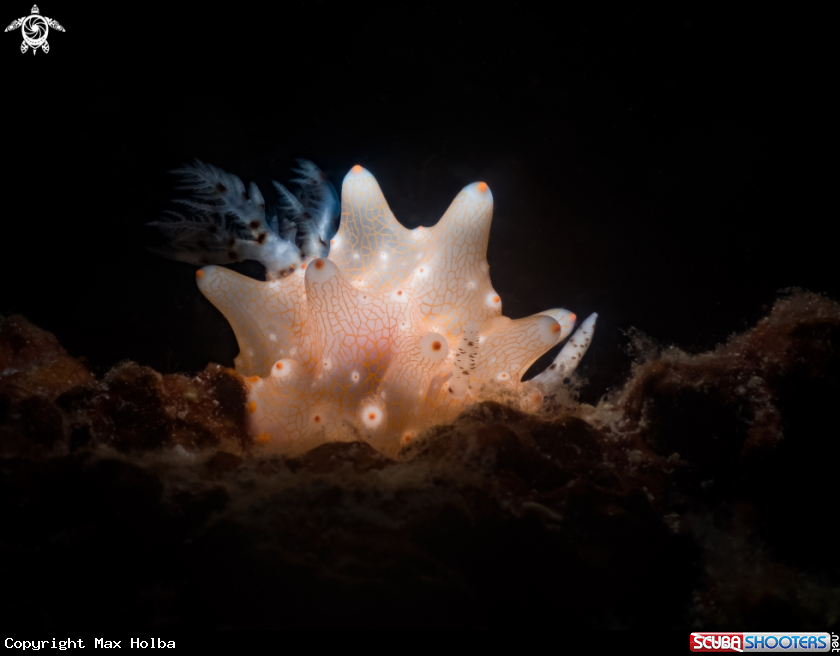 A Dorid nudibranch
