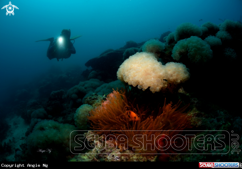 A soft coral