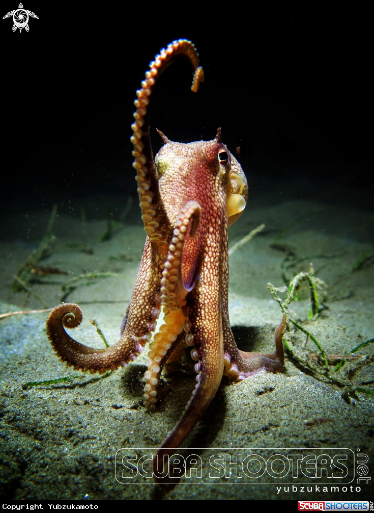 A Coconut Octopus