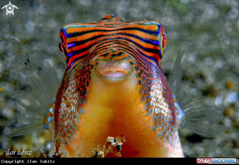 A reef fish