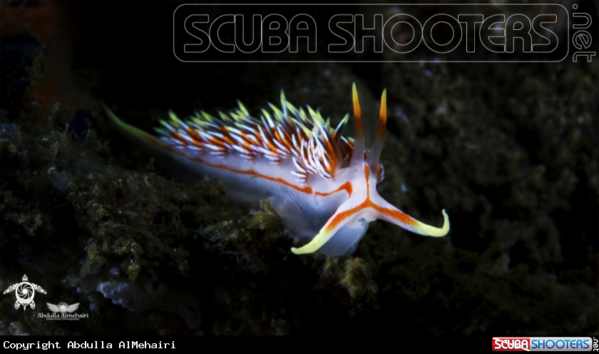A nudibranch