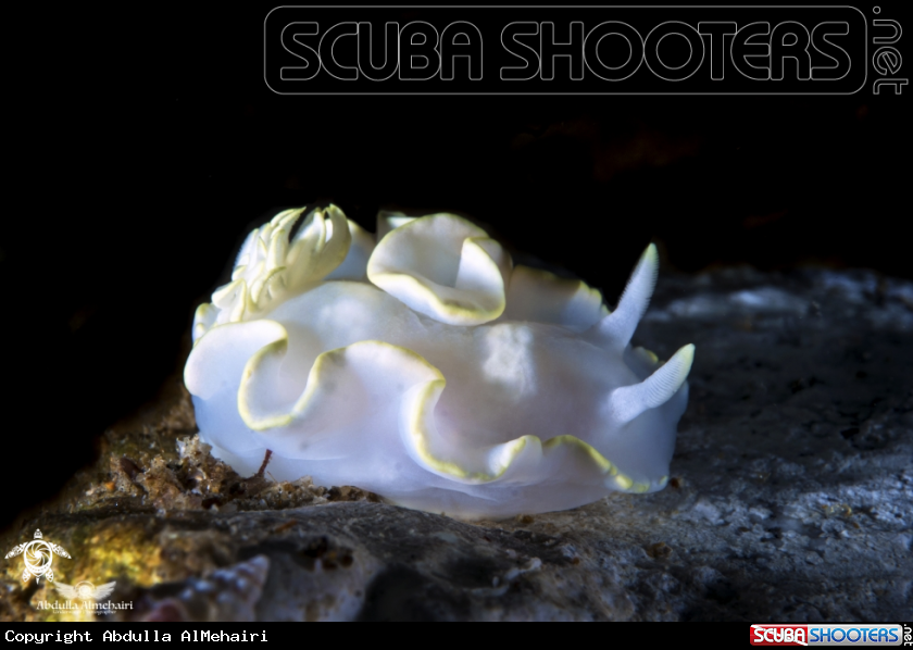 A Glossodoris Pallida