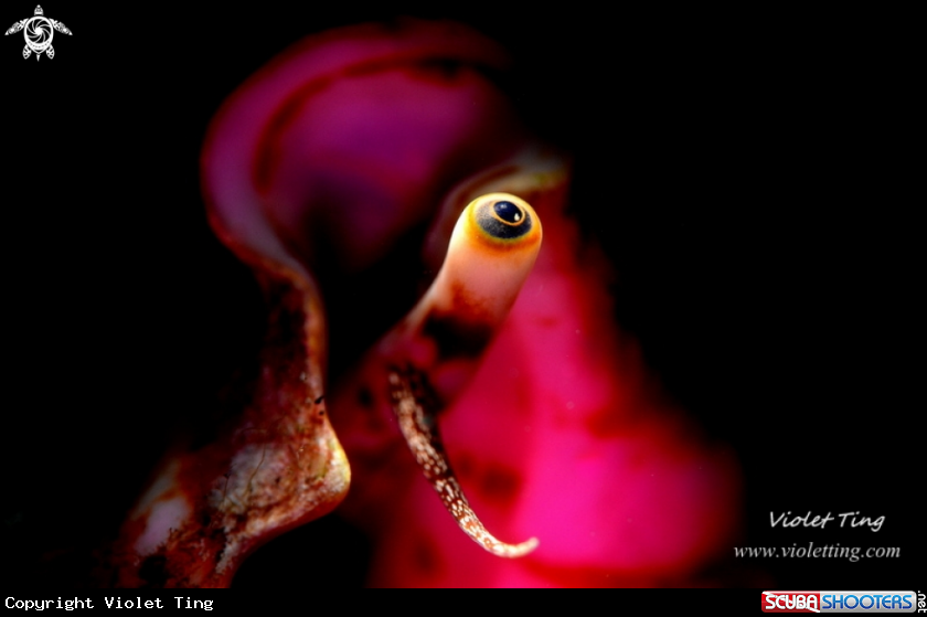 A Eye of Shell