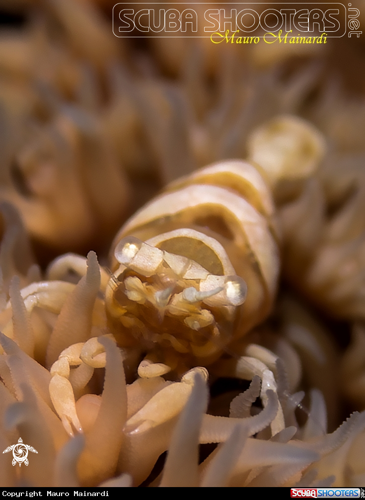 A Whip coral shrimp