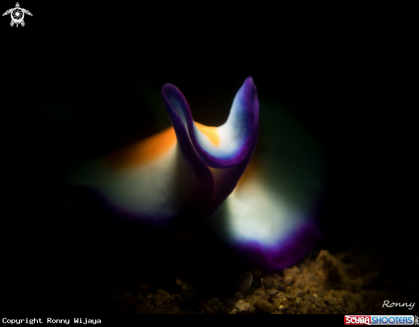 A Flatworm