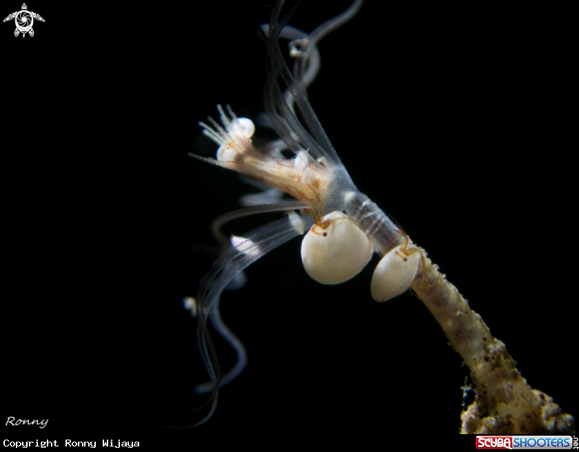 A Ladybug Amphipod