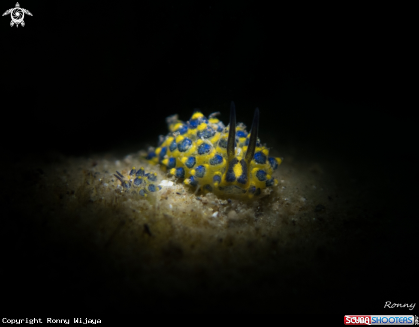 A Stiliger Ornatus