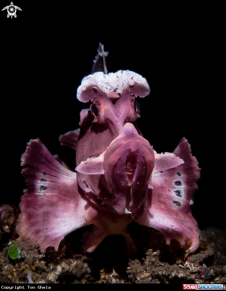 A Rhinopias