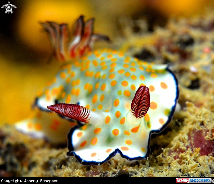A Chromodoris Risbecia Pulcella