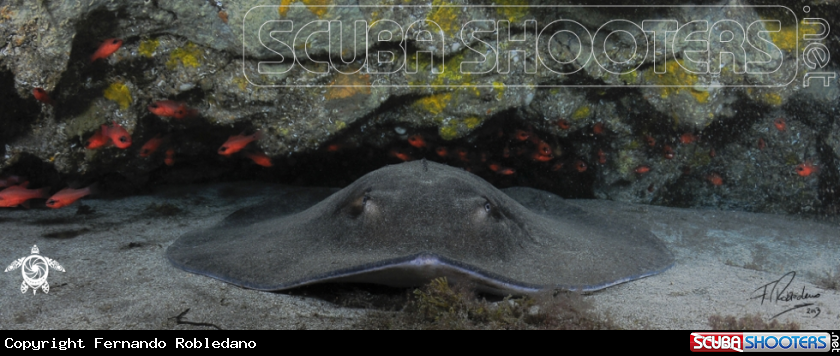 A Black Ray 