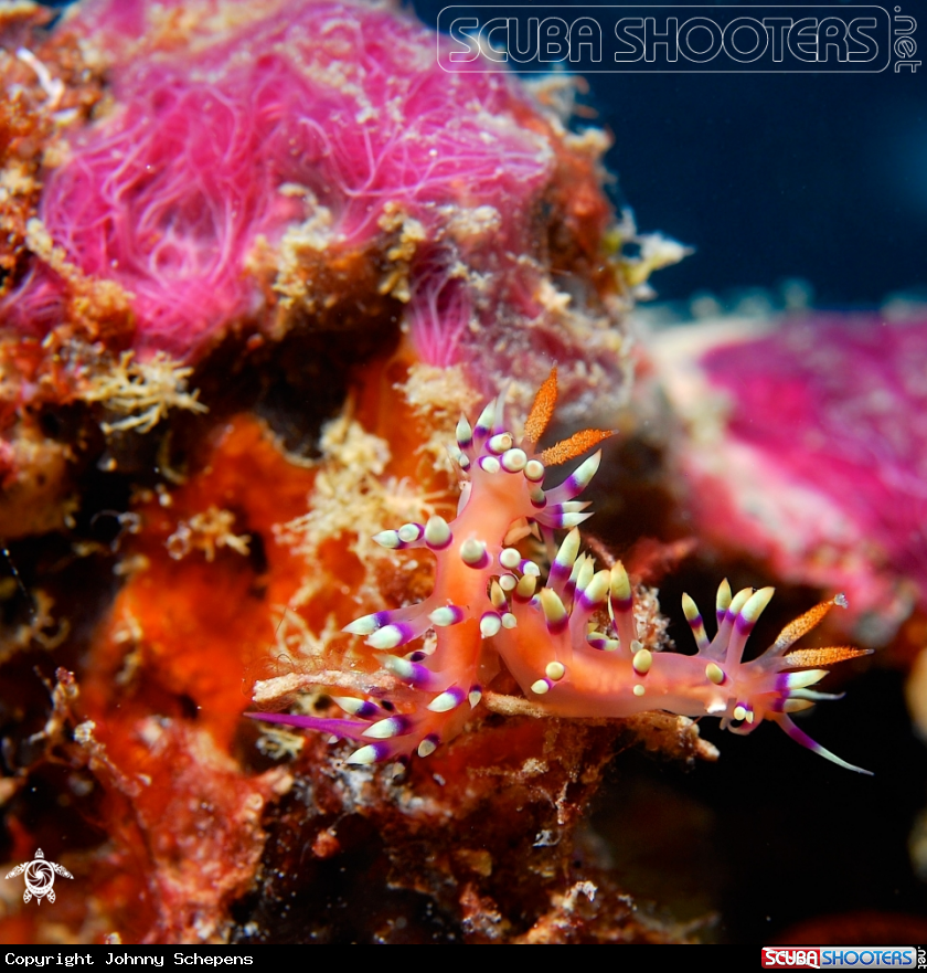 A Flabellina Exoptata Eliot