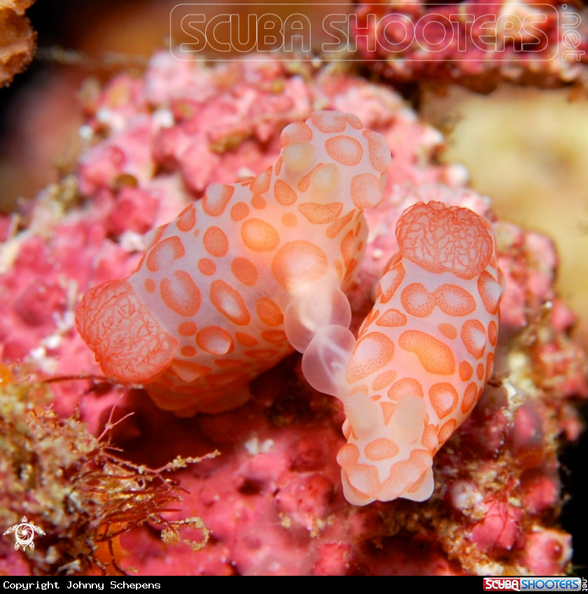 A Gymnodoris Impudica