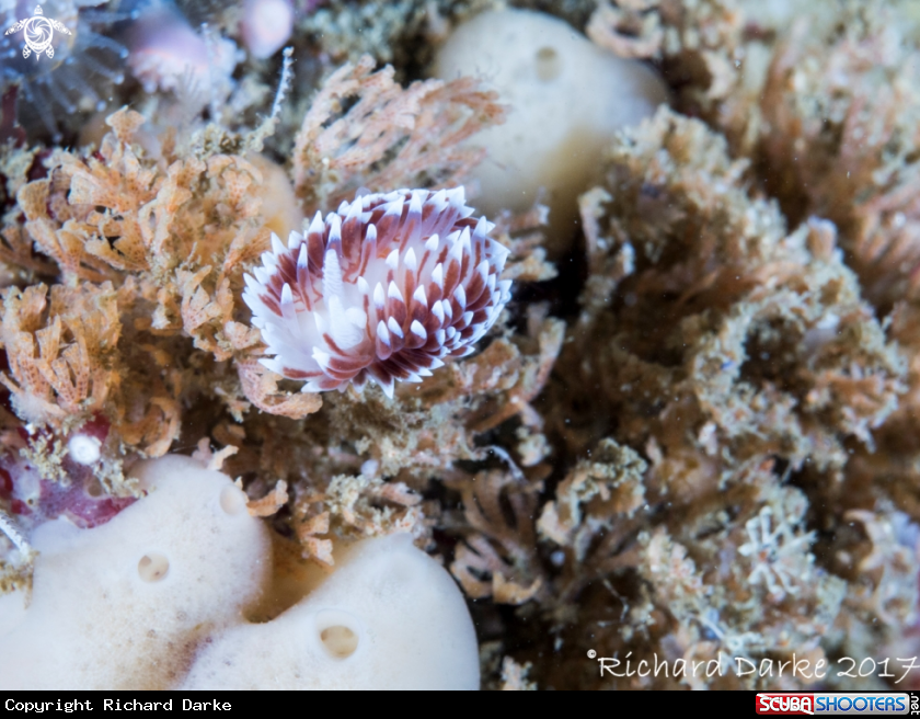 A Silvertip Nudibranch