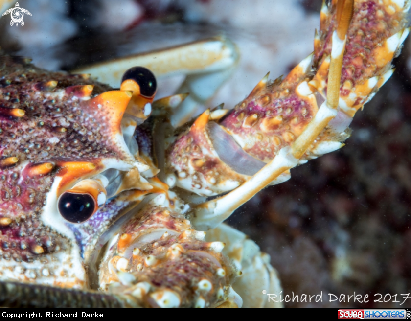 A West Coast Rock Lobster