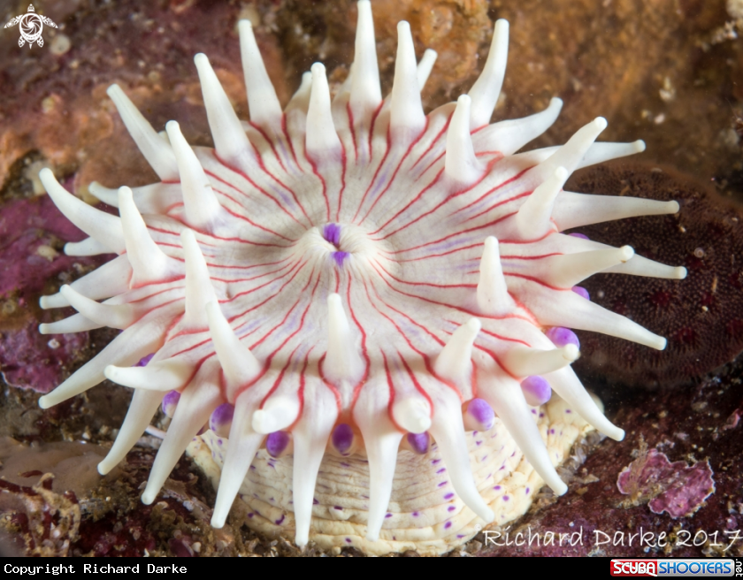 A Violet Spotted Anemone