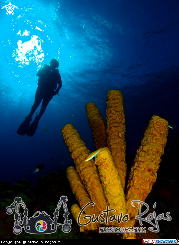 A yelow sponge 