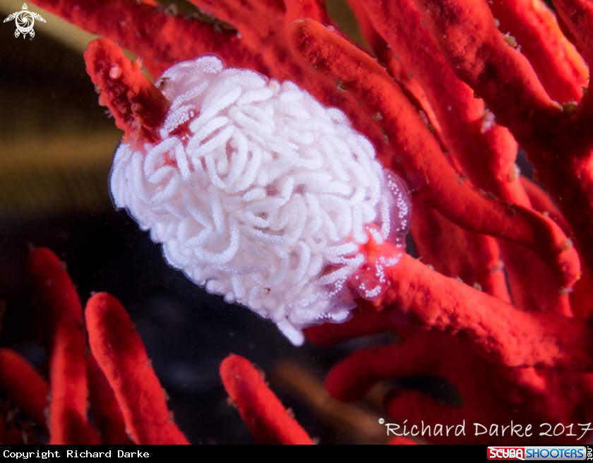 A Nudibranch Egg Ribbon