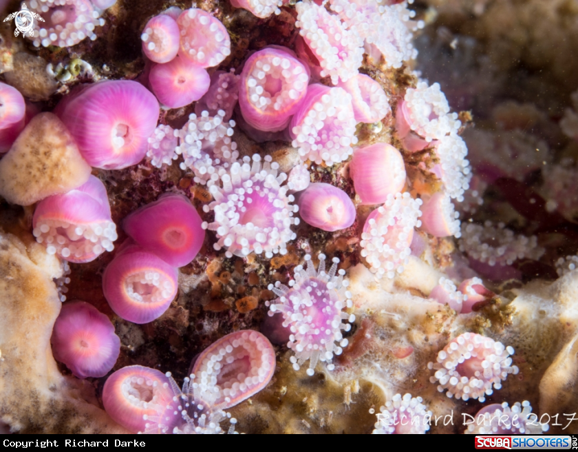 A Strawberry Anemone