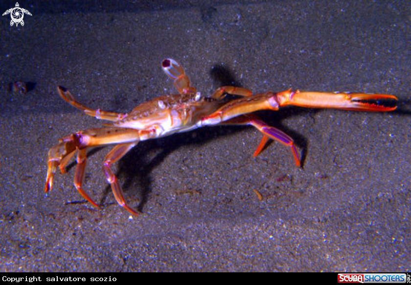 A underwater creature