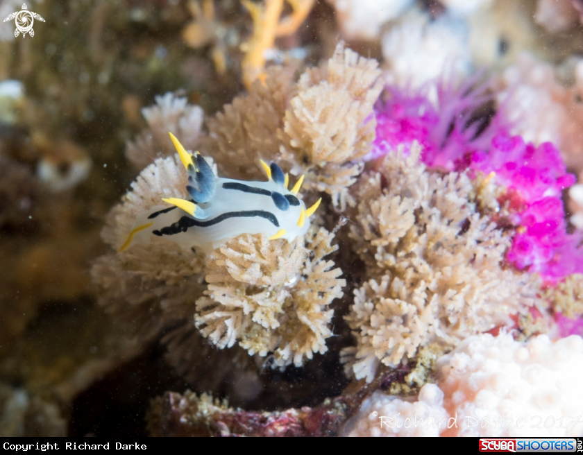 A Crowned Nudibranch