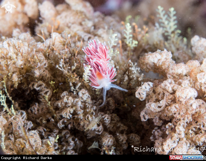 A White edged Nudibranch
