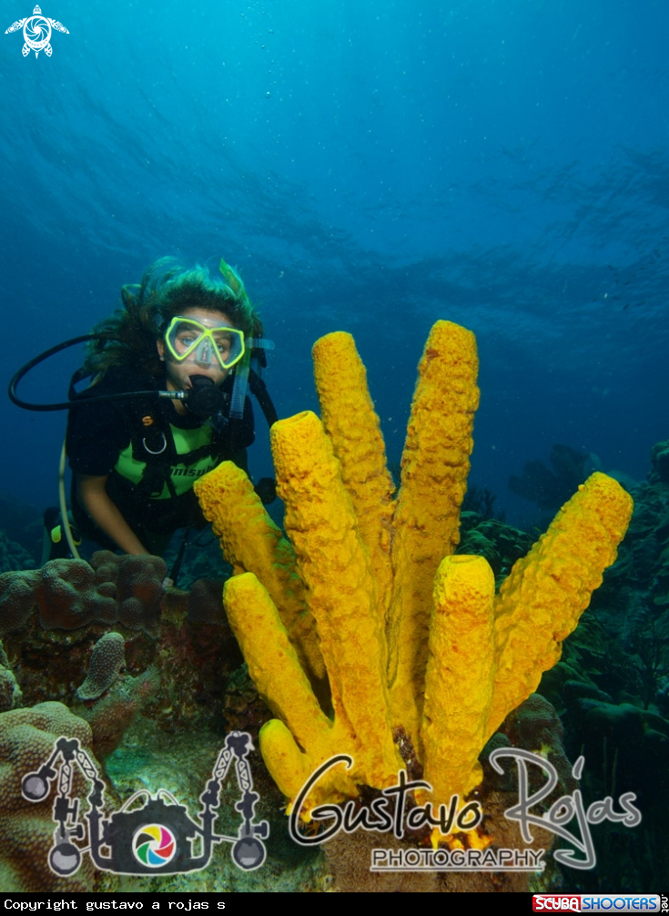 A yelow tube sponge