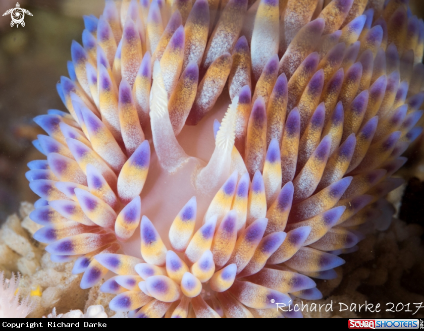 A Gas Falme Nudibranch