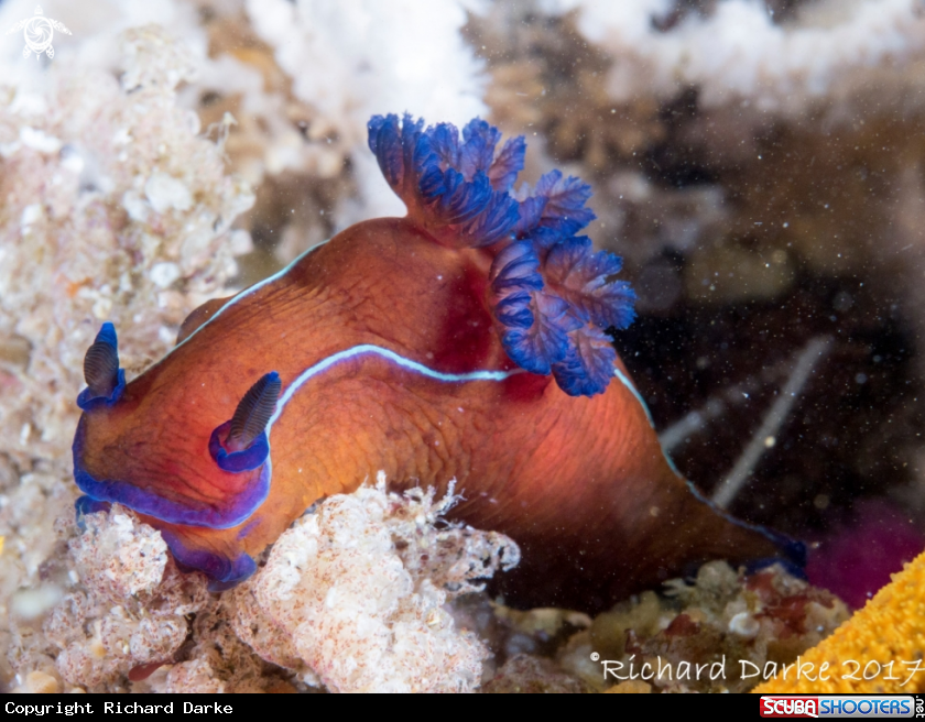 A Black Nudibranch