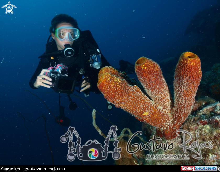 A yelow tube sponge