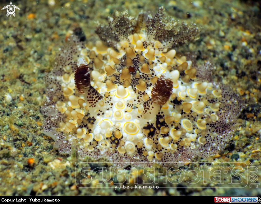 A Hoplodoris,sp
