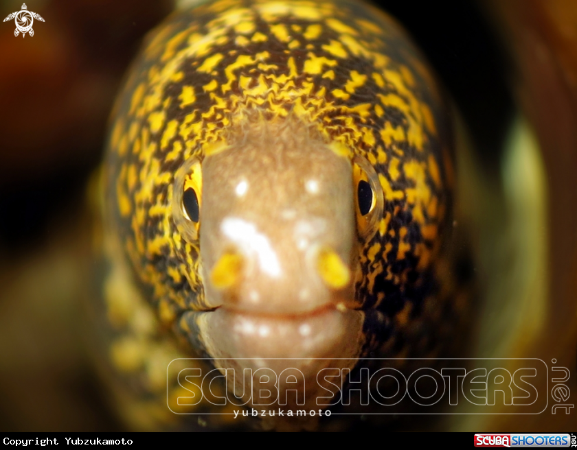 A moray eel