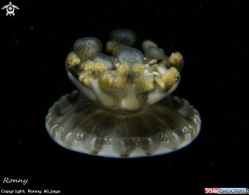 A Jellyfish
