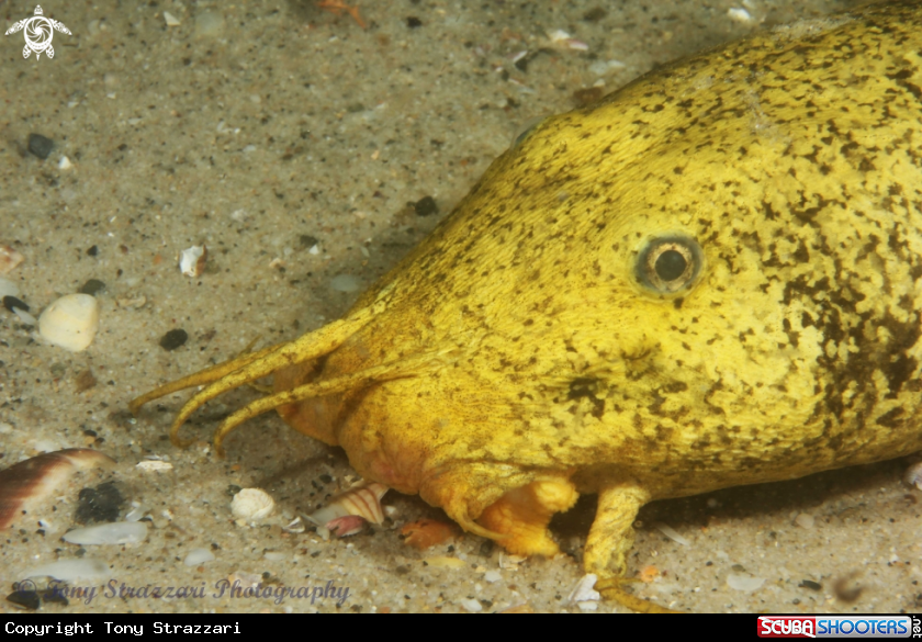 A Estuarine catfish