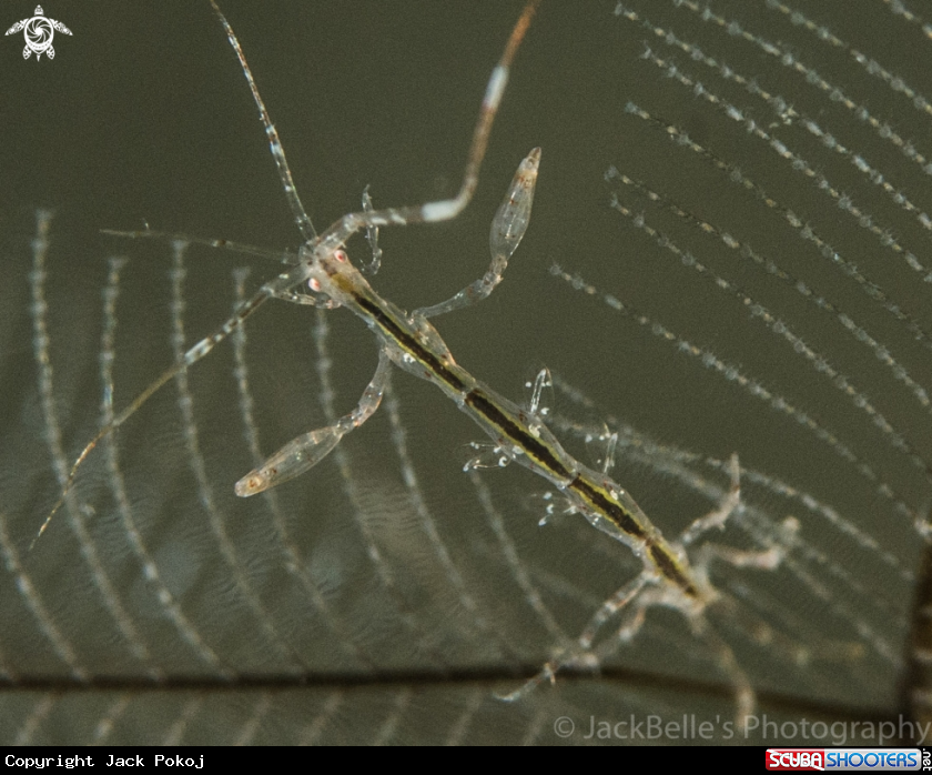 A Skeleton shrimp