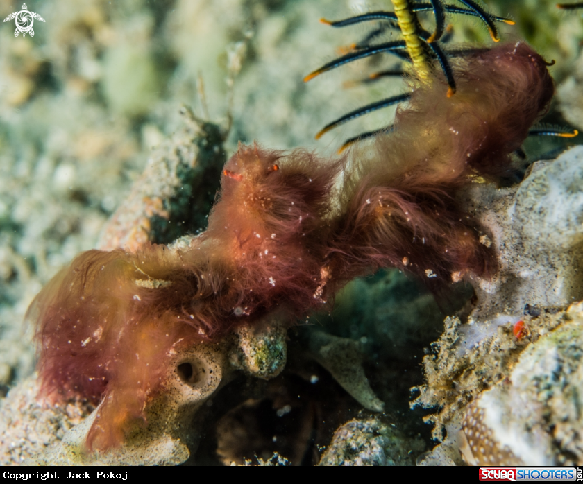 A Orangutan crab