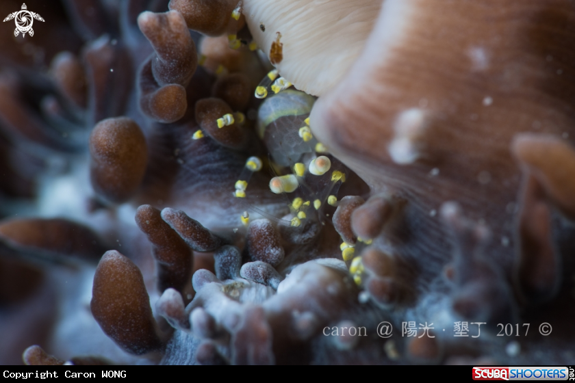 A anemone shrimp