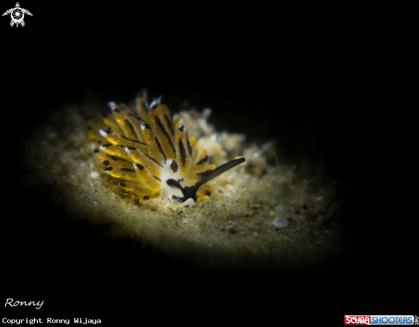 A Costasiella sp4