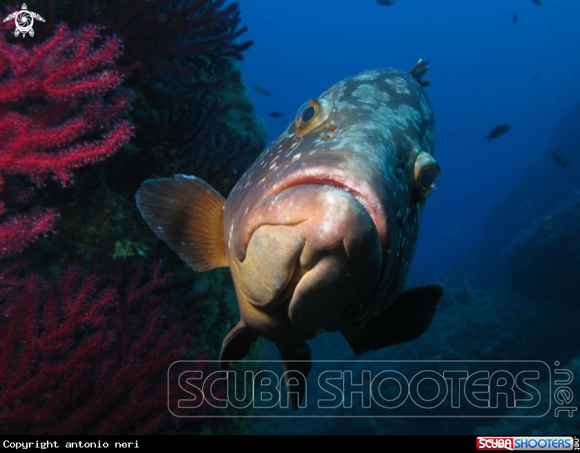 A Grouper - Cernia