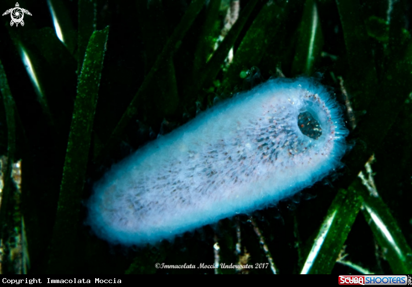 A Pirosoma