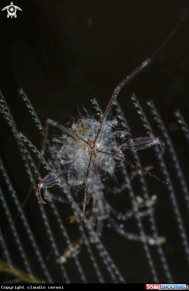 A skeleton shrimp