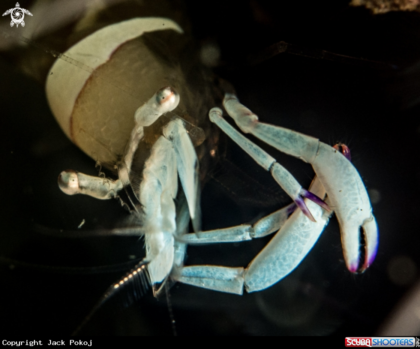 A Ancylomenes magnificus,